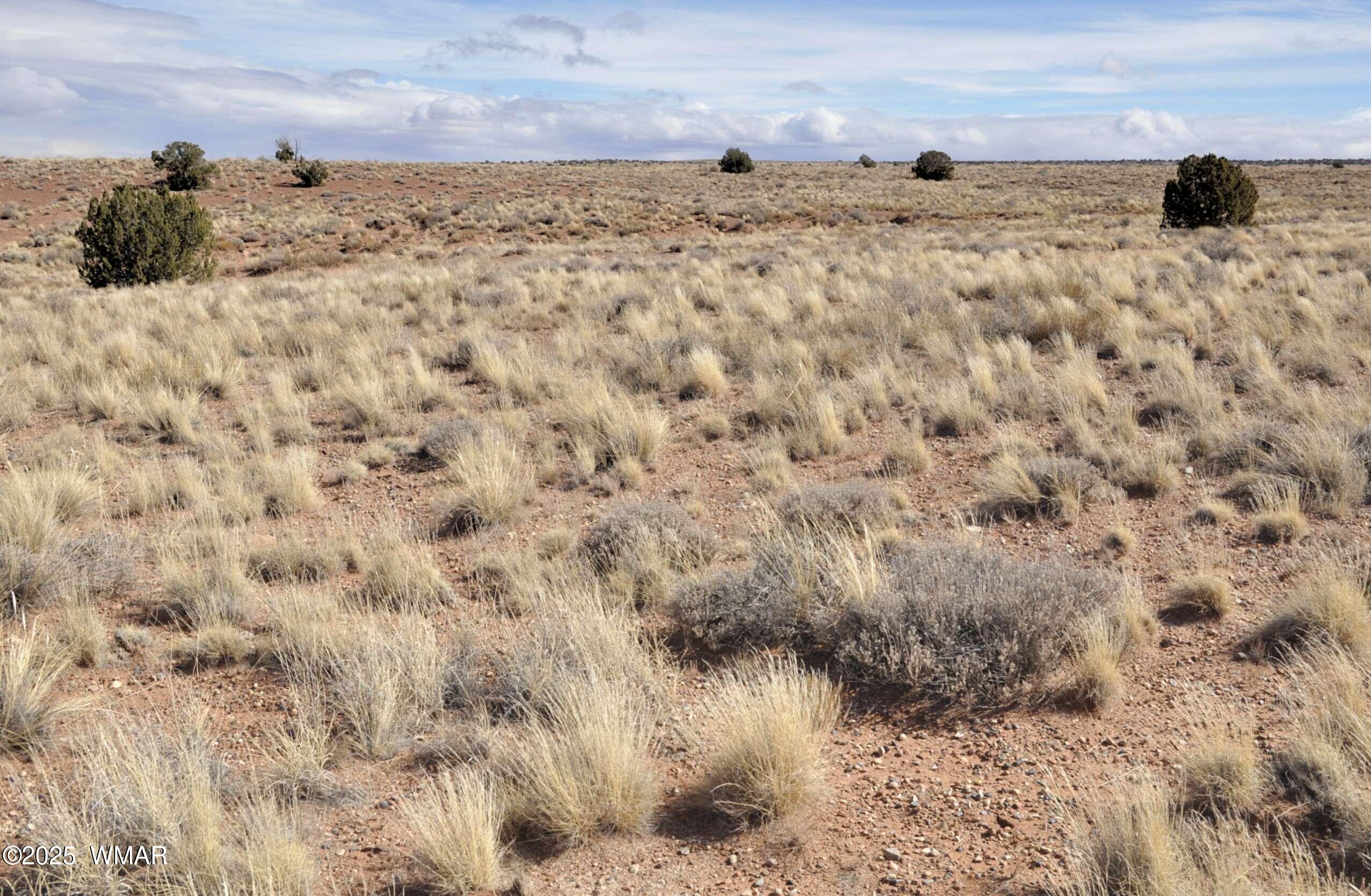 8037 Uttecht Trail Snowflake, AZ 85937 - Photo 7 of 19 a view of a dry yard