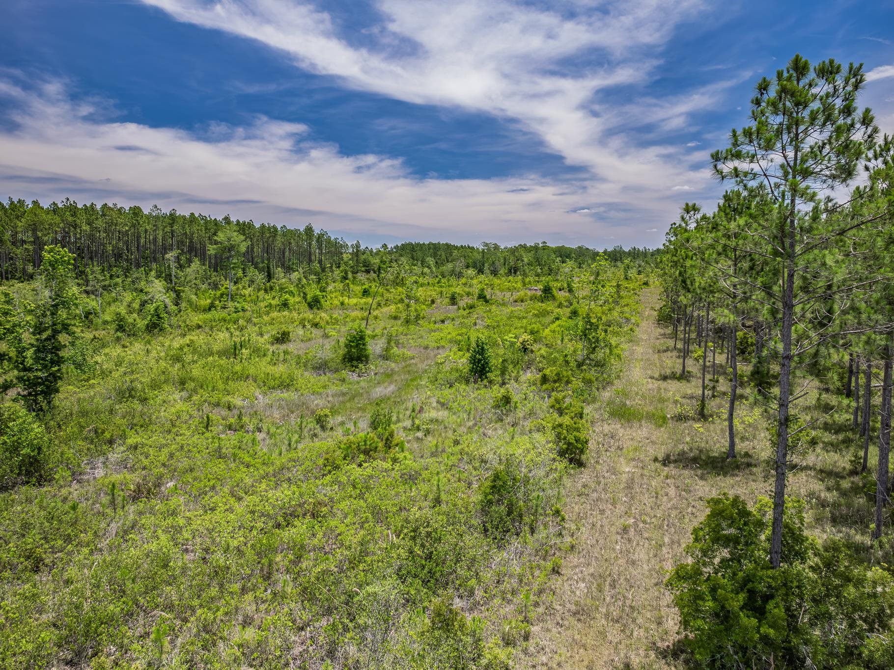 Lot 3 Old Plank Road Crawfordville, FL 32327 - Photo 15 of 18
