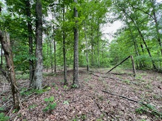4000 Normandy Road Normandy, TN 37360 - Photo 4 of 13 a view of a forest with trees in the background