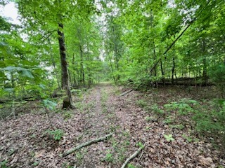 4000 Normandy Road Normandy, TN 37360 - Photo 5 of 13 a big yard with lots of green space and deers
