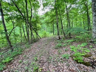 4000 Normandy Road Normandy, TN 37360 - Photo 6 of 13 a big yard with lots of green space and deers
