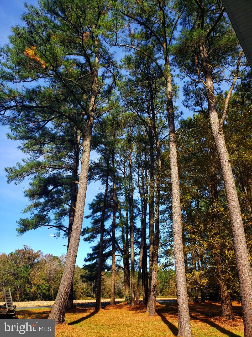 6051 Massey Crossing Road Willards, MD 21874 - Photo 5 of 60 Loblolly Pines in the Front Yard