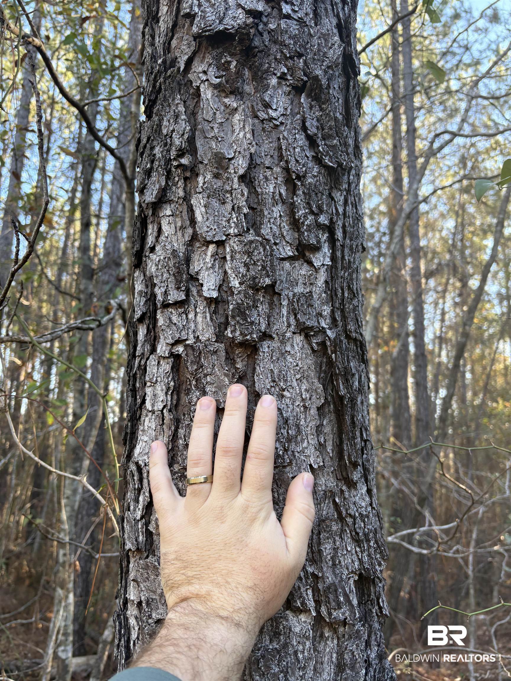 756 Ted Bates Road Evergreen, AL 36401 - Photo 5 of 28 View of local wilderness