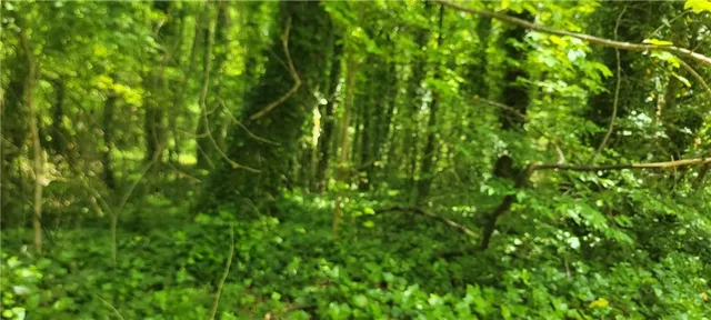 a view of a lush green plant