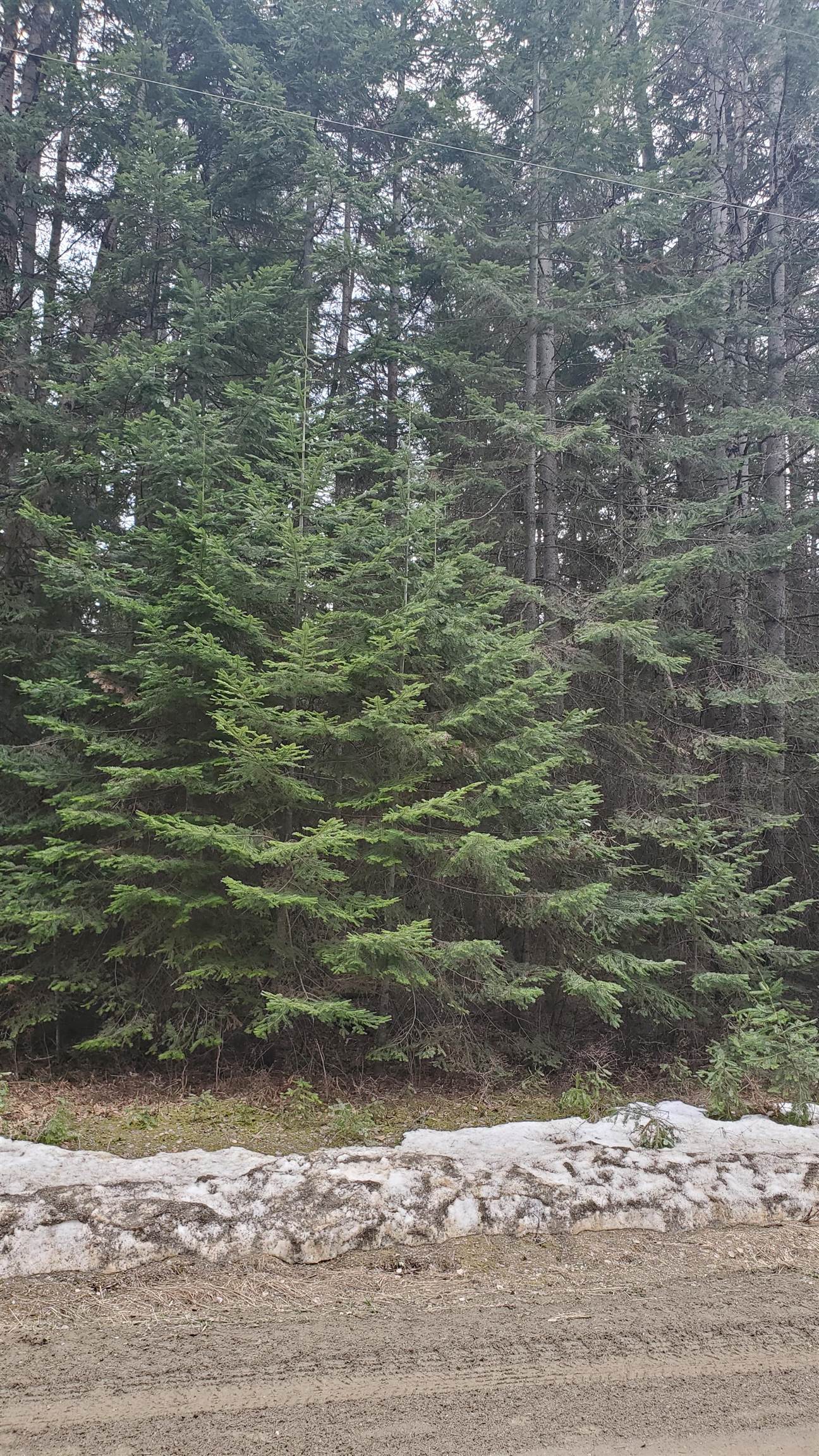 L3 Rustic Road Cusick, WA 99119 - Photo 1 of 6