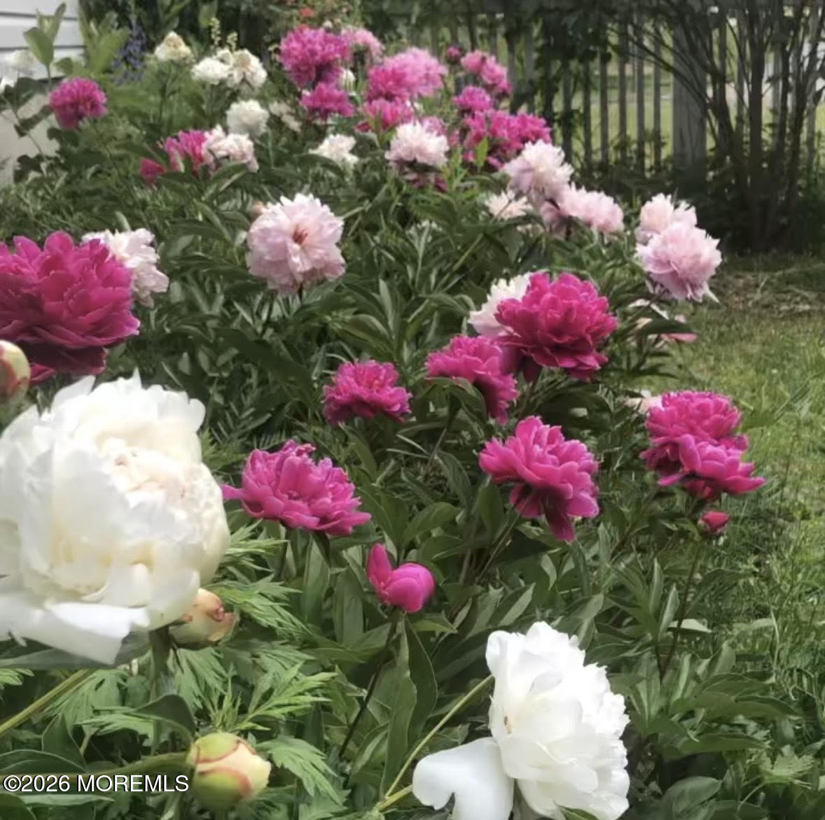 10 Rockingham Court Manalapan, NJ 07726 - Photo 67 of 91 a view of a flower in a yard