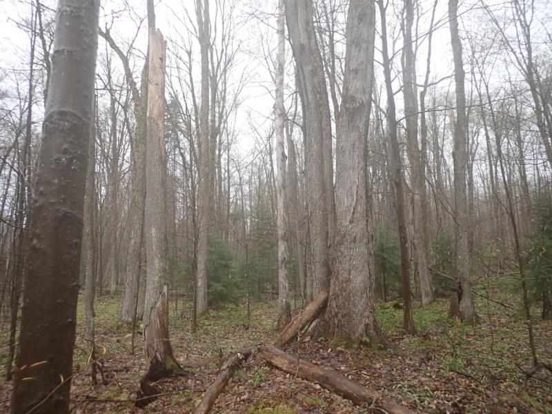 0 Blair Kiln Road Chateaugay, NY 12920 - Photo 19 of 21 Gallery Image 19
