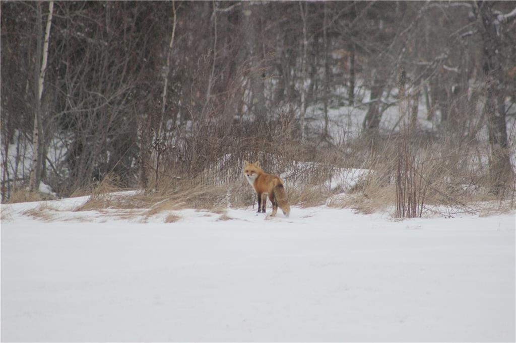 84 Kennard Road Newburgh, ME 04444 - Photo 31 of 35 A winter neighbor looking around...