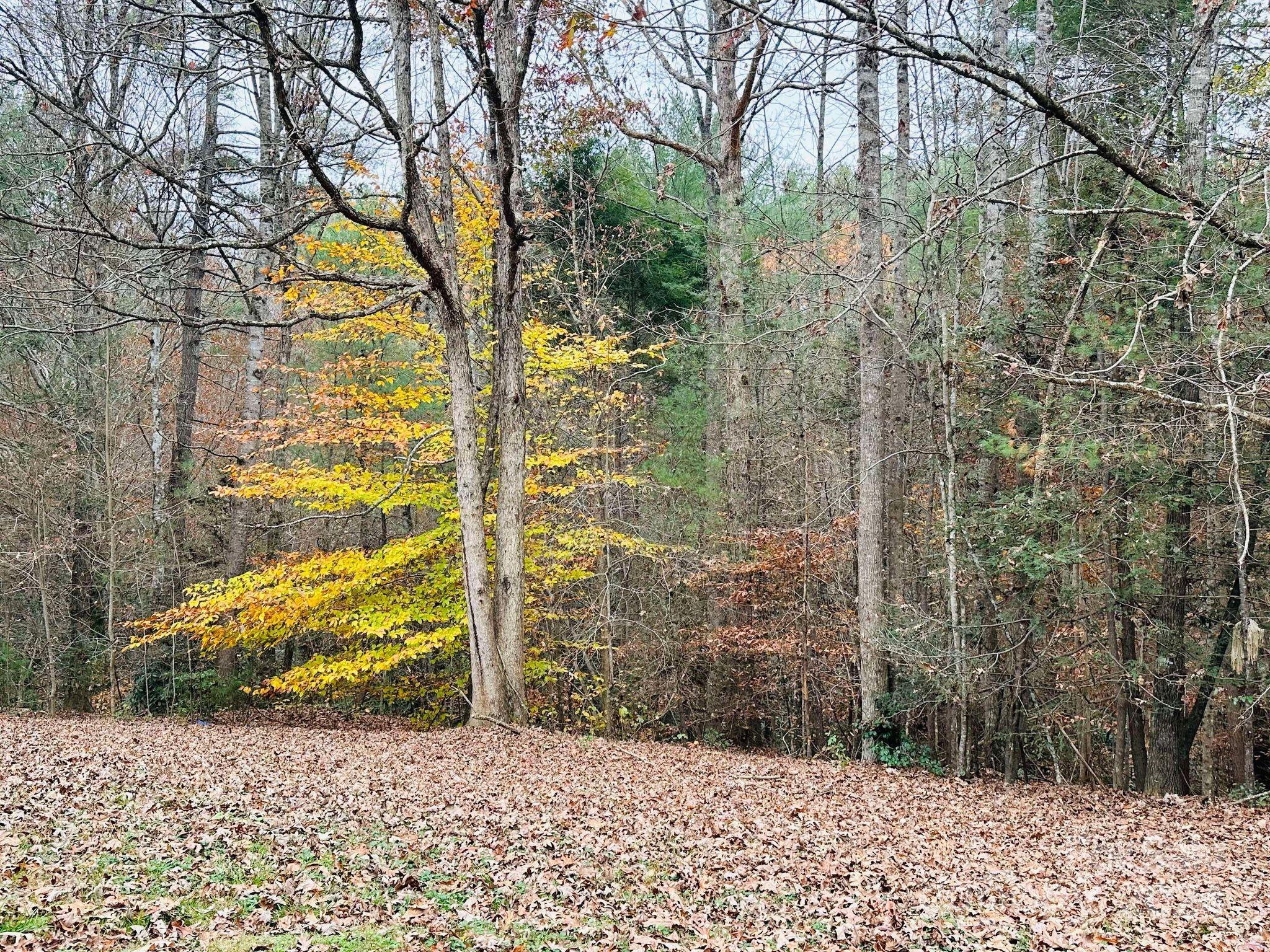 2980 Playmore Beach Road Morganton, NC 28655 - Photo 22 of 22 Gallery Image 22