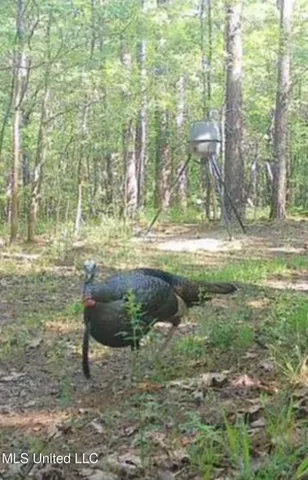 $316,920 | Columbia Purvis Road, Columbia, MS 39429