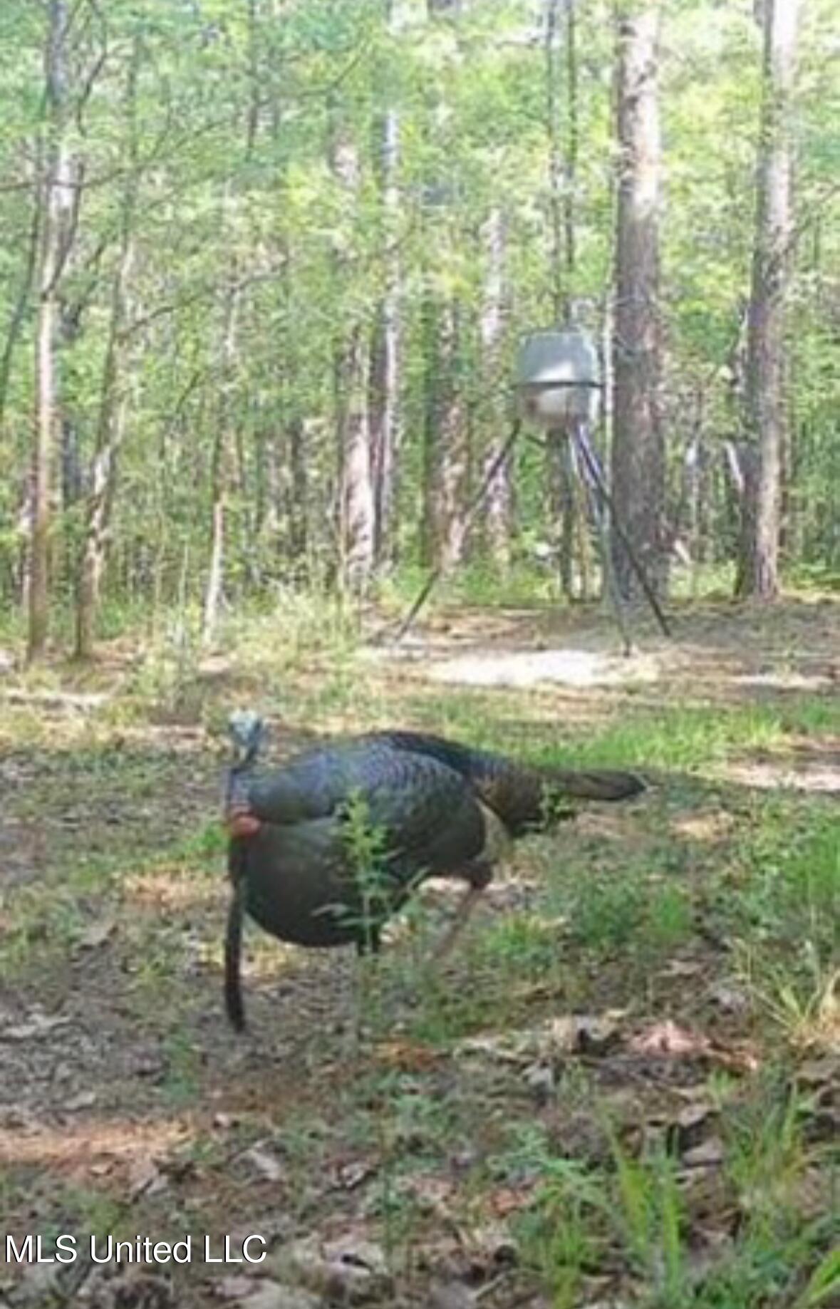 Columbia Purvis Road Columbia, MS 39429 - Photo 17 of 29 IMG_1250