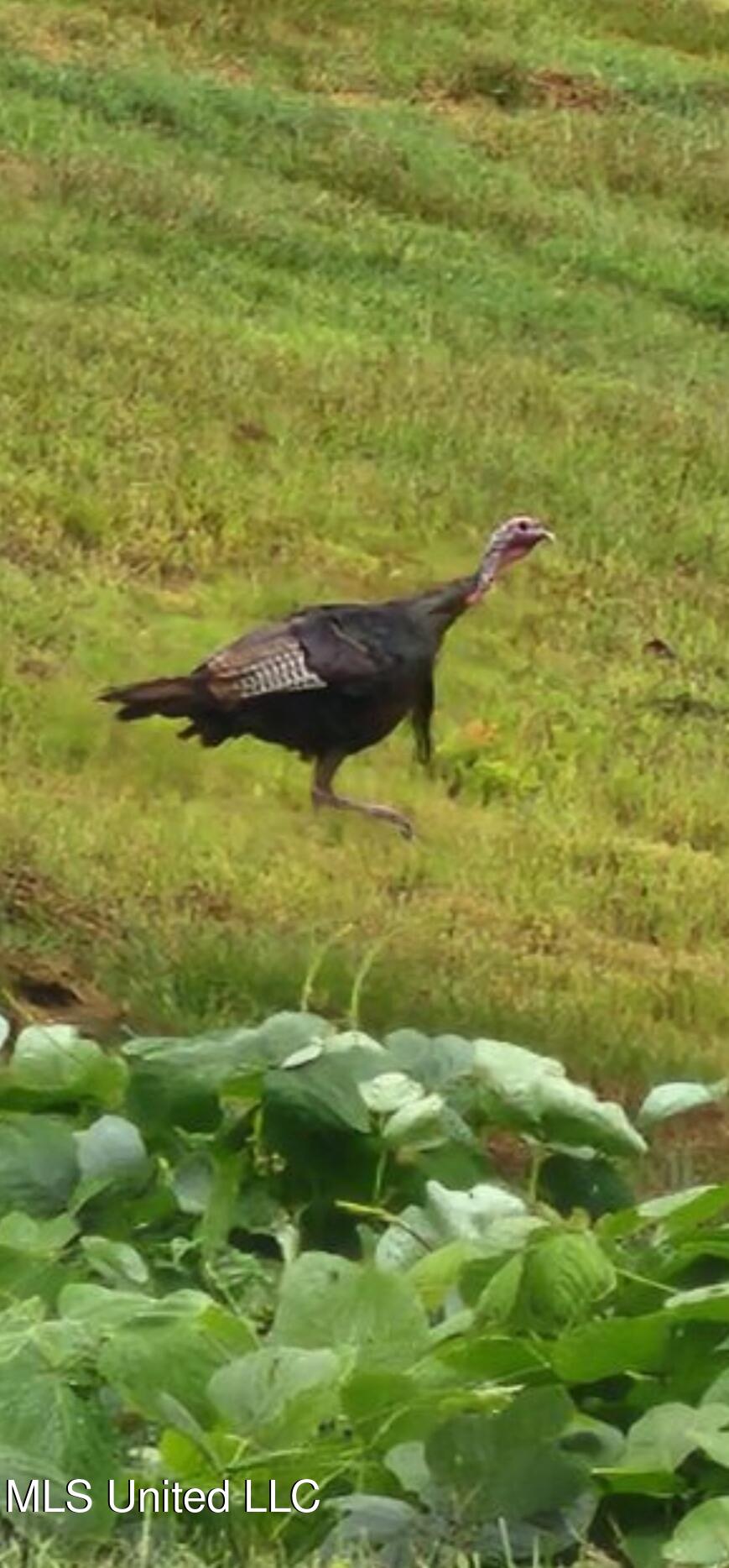 Columbia Purvis Road Columbia, MS 39429 - Photo 20 of 29 thumbnail_IMG_1249