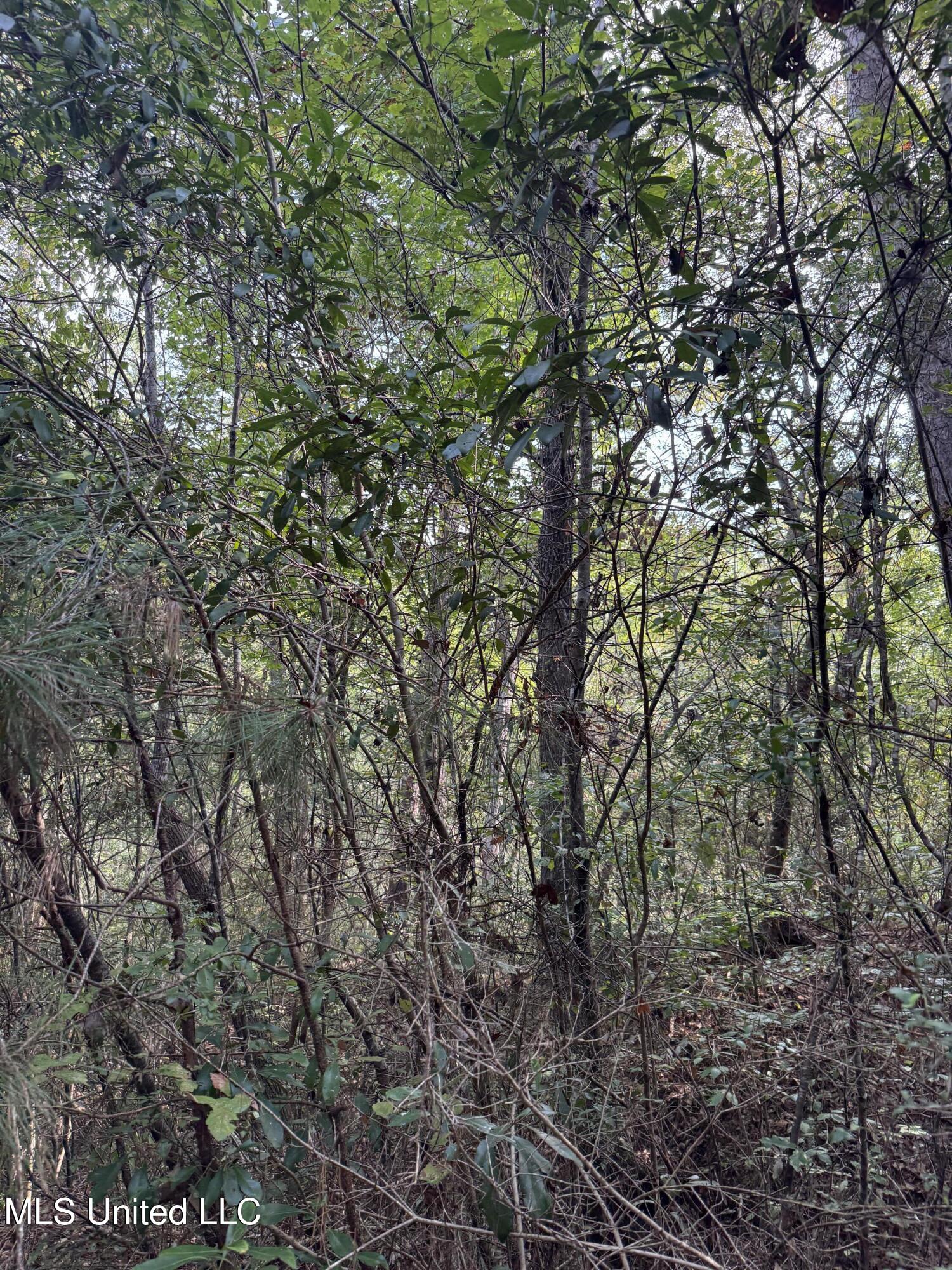 Columbia Purvis Road Columbia, MS 39429 - Photo 24 of 29 IMG_0385