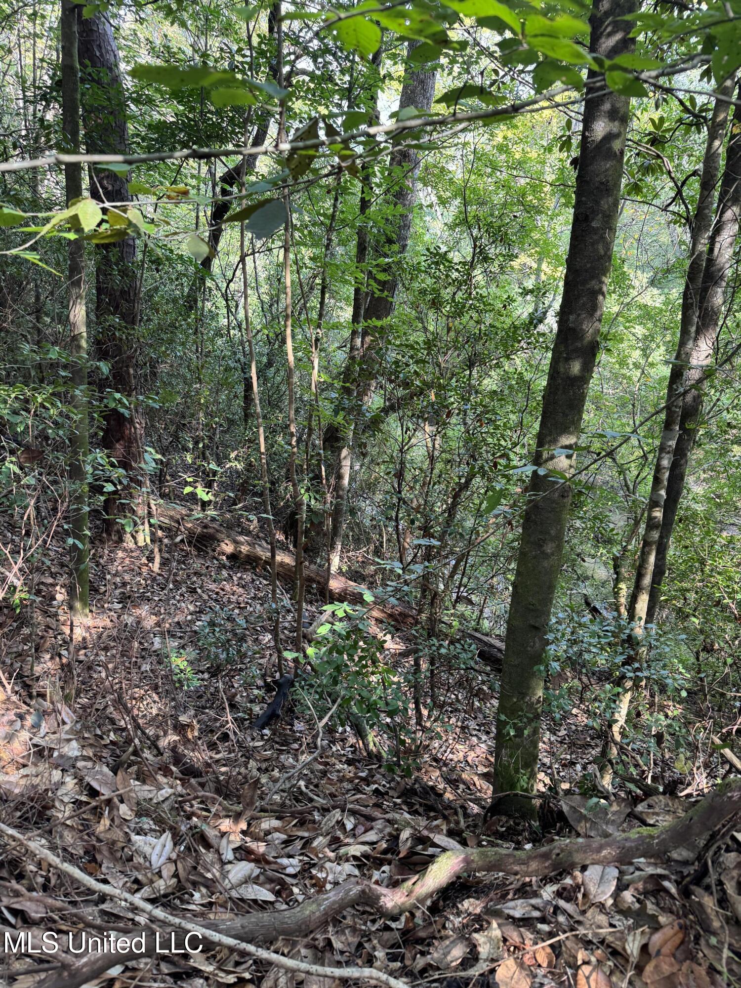 Columbia Purvis Road Columbia, MS 39429 - Photo 27 of 29 IMG_0390