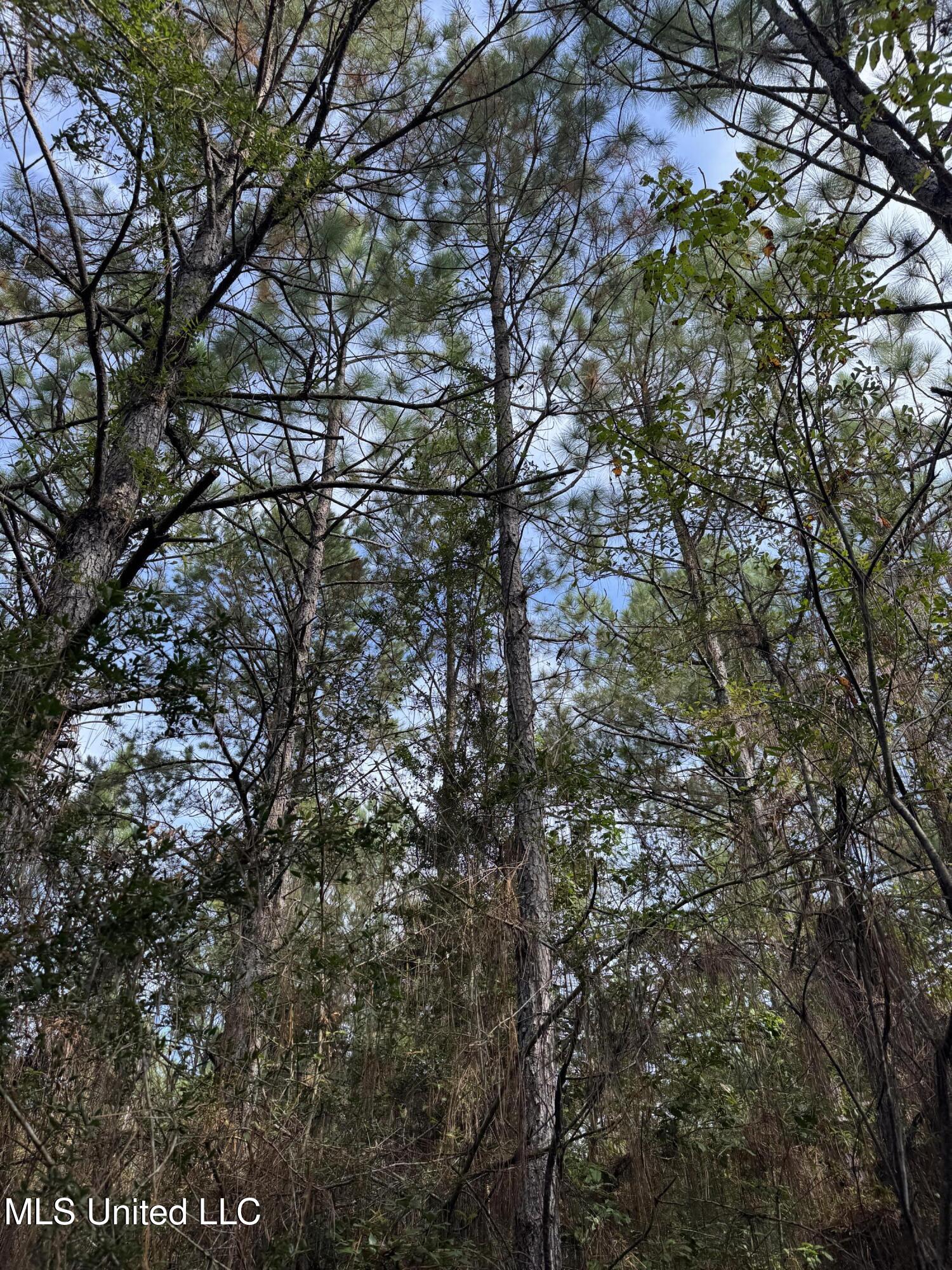 Columbia Purvis Road Columbia, MS 39429 - Photo 9 of 29 IMG_0382