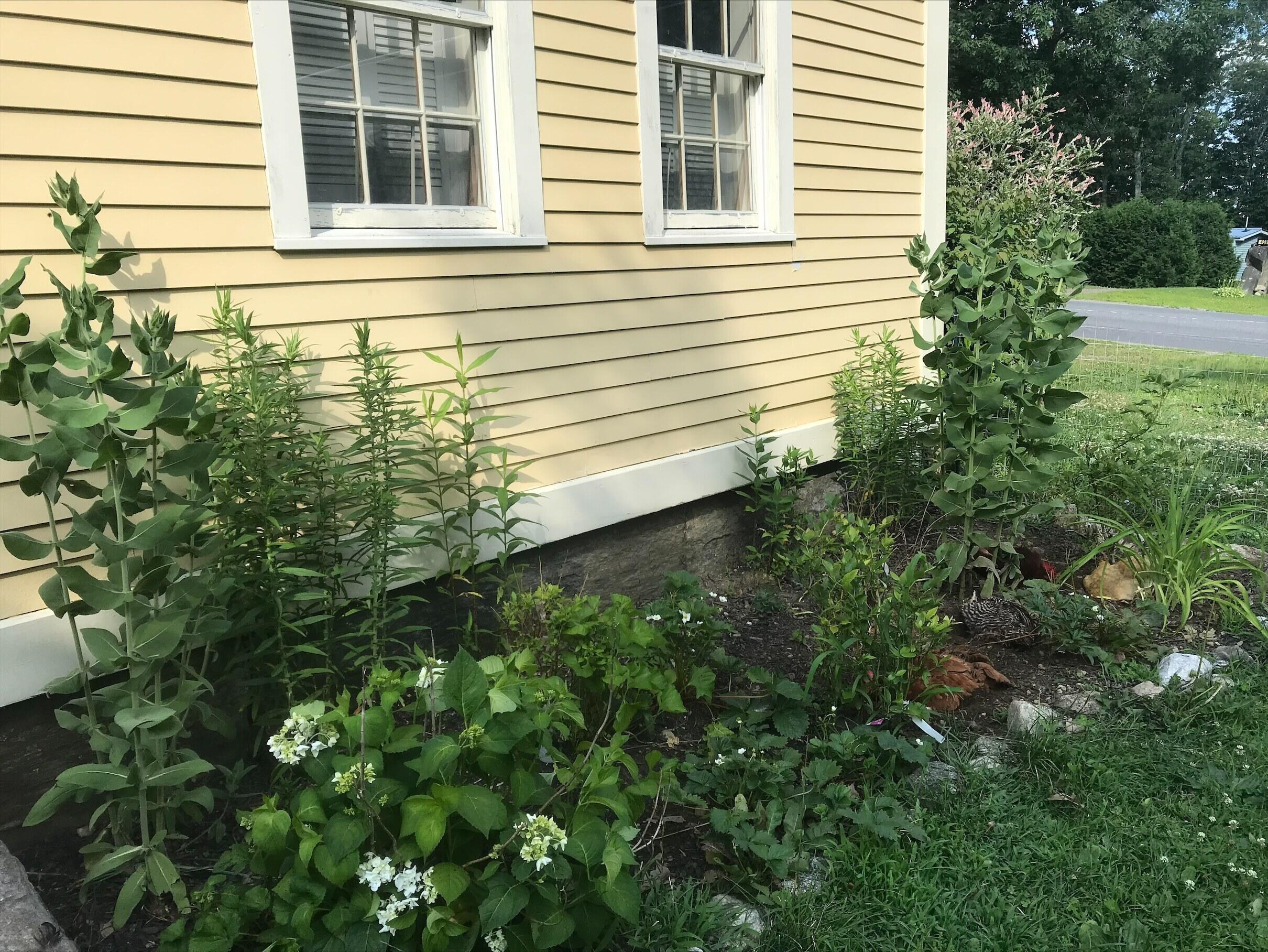 431 Town House Road Whitefield, ME 04353 - Photo 19 of 67 7.44 flower bed