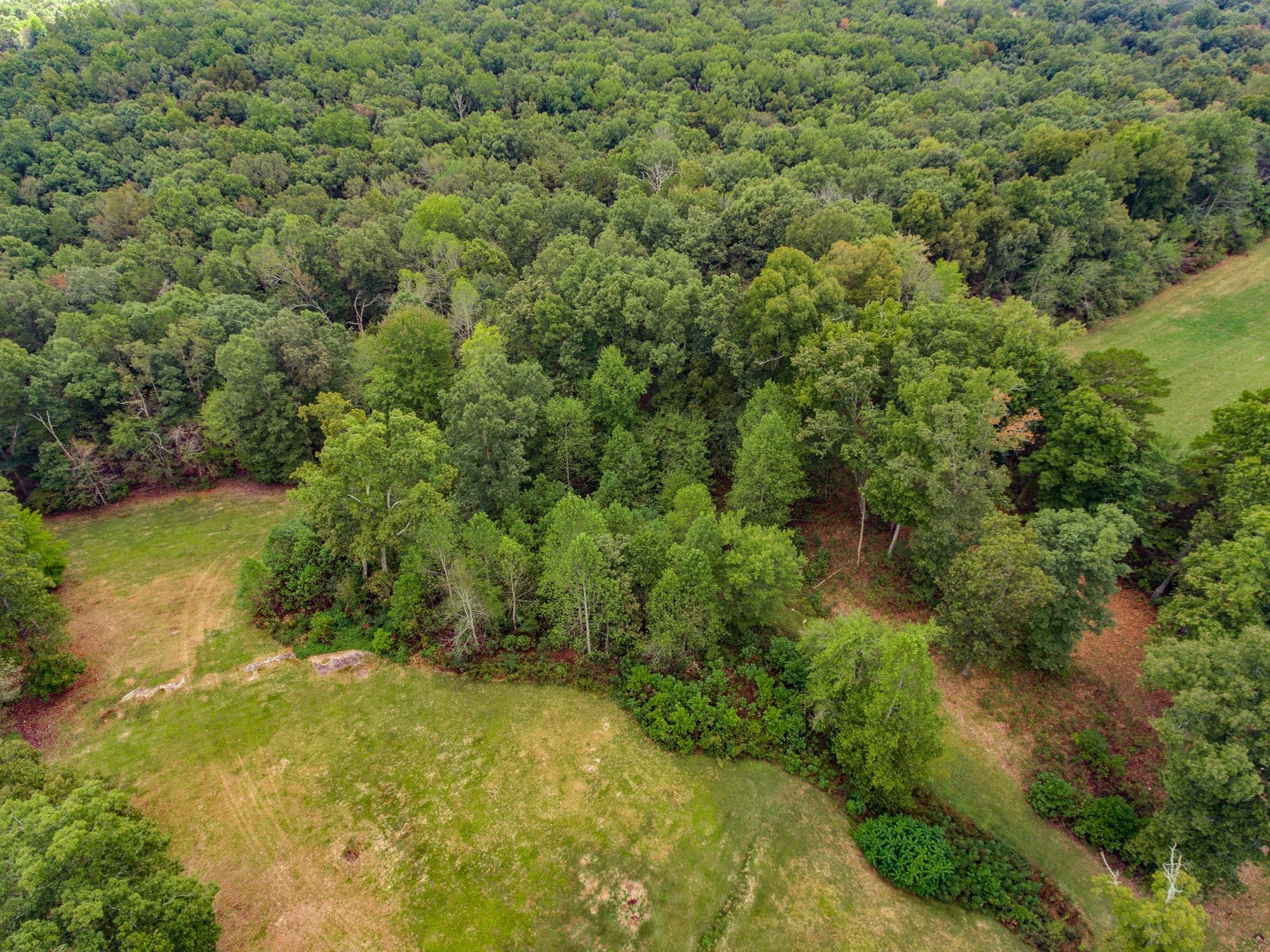 1556 Bicknell Road Clarkrange, TN 38553 - Photo 6 of 40 a view of a yard with a tree