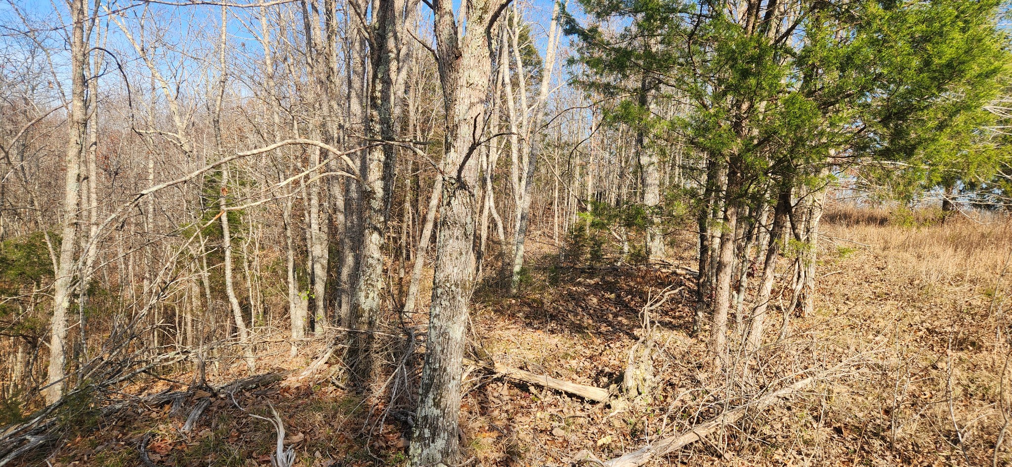 0 Nine 9 Mile Ridge Road Duck River, TN 38454 - Photo 7 of 8 a view of small yard