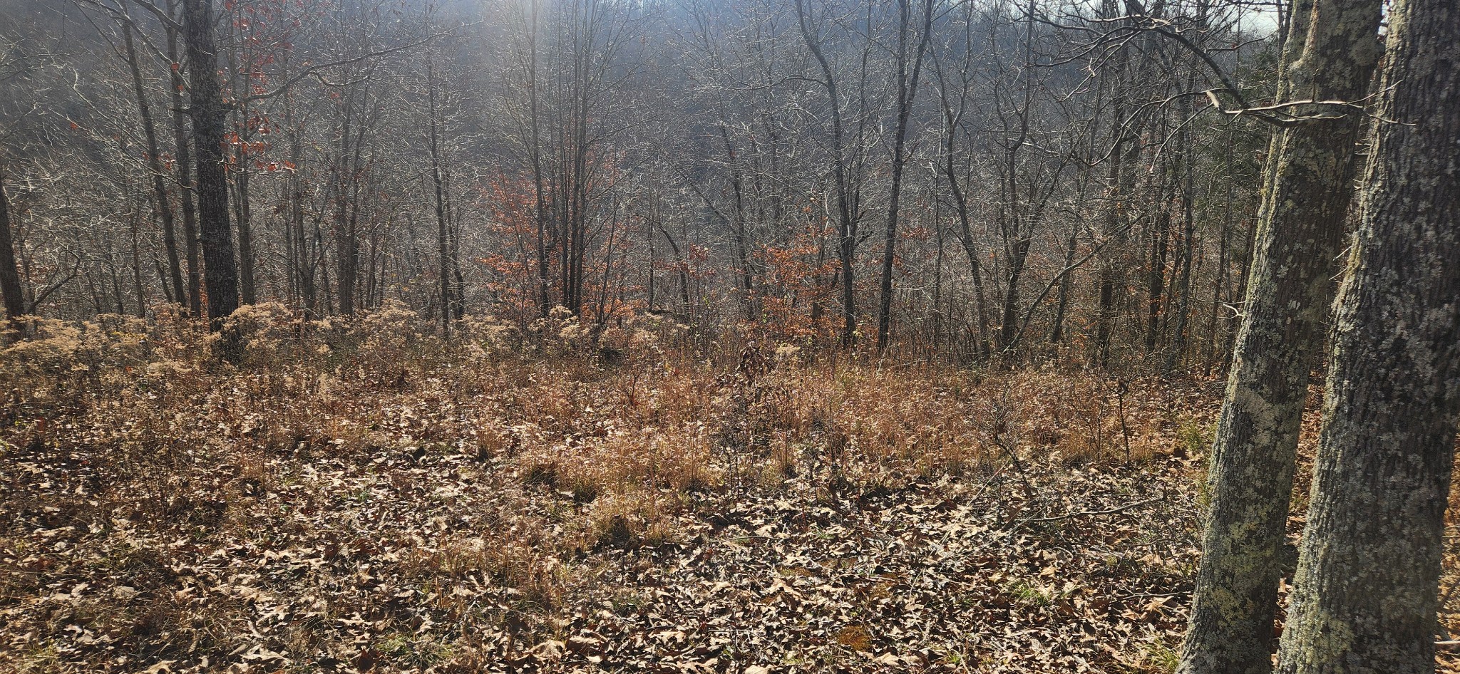 0 Nine 9 Mile Ridge Road Duck River, TN 38454 - Photo 8 of 8 a view of small garden
