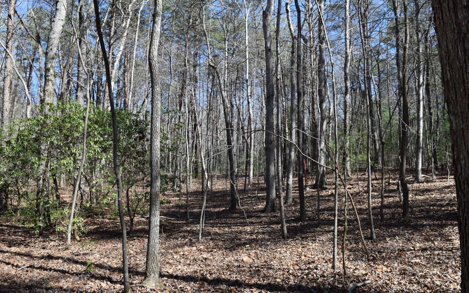 4.38 A Tickanetley Road Ellijay, GA 30536 - Photo 4 of 4 Additional View