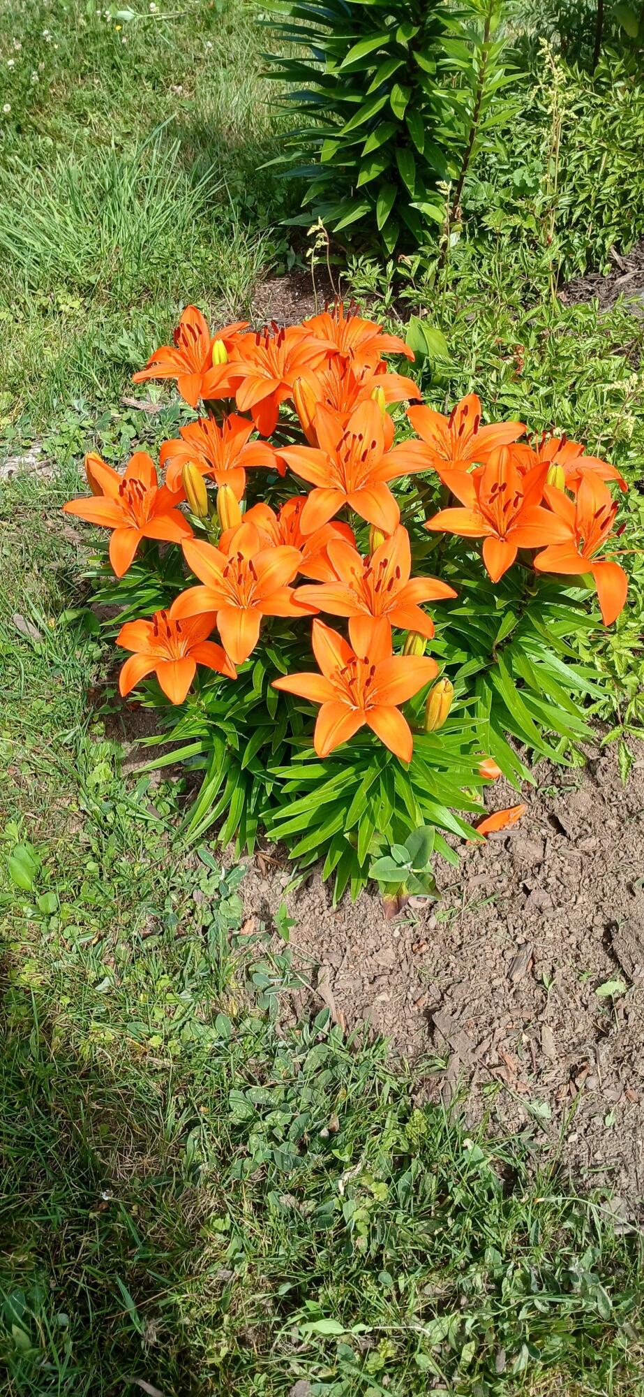 391 River Road Orrington, ME 04474 - Photo 19 of 72 orange lilly