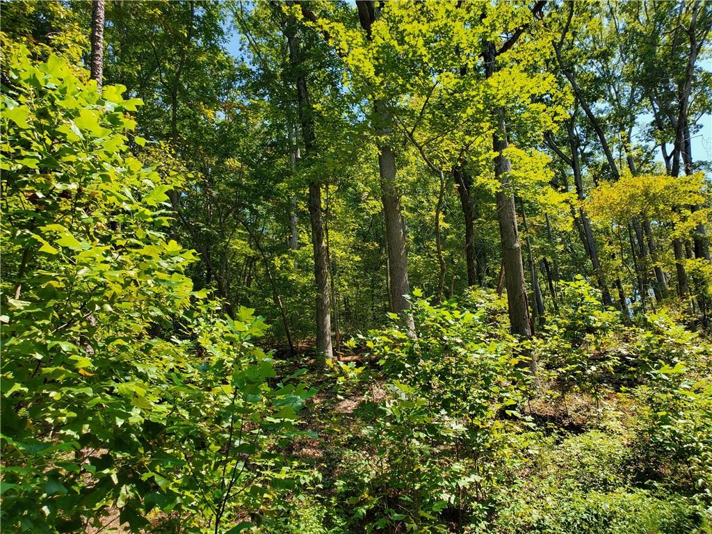 0 Asbury Mill Road Cleveland, GA 30528 - Photo 12 of 17 a view of a lush green forest