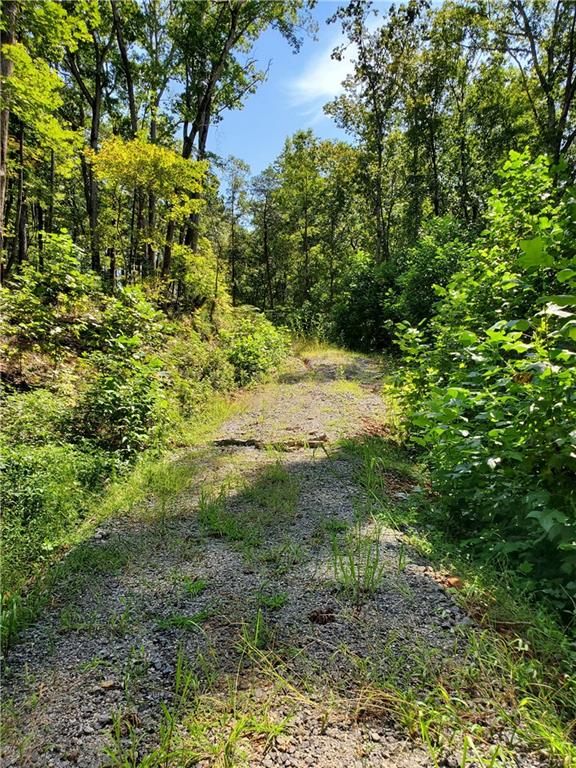 0 Asbury Mill Road Cleveland, GA 30528 - Photo 4 of 17 a view of a yard with plants and large trees