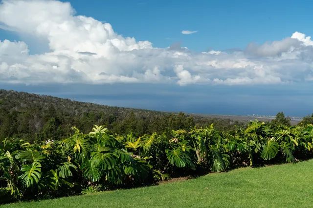 a view of a bunch of trees