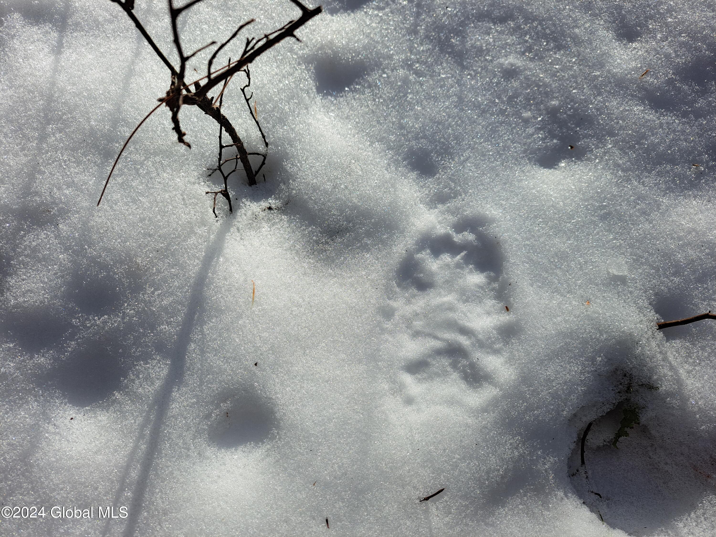 07 Coyote Tracks