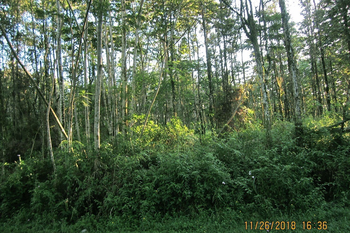 100 Lanai Road Pahoa, HI 96778 - Photo 6 of 14 Gallery Image 6