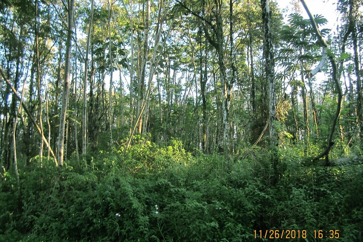 100 Lanai Road Pahoa, HI 96778 - Photo 7 of 14 Gallery Image 7