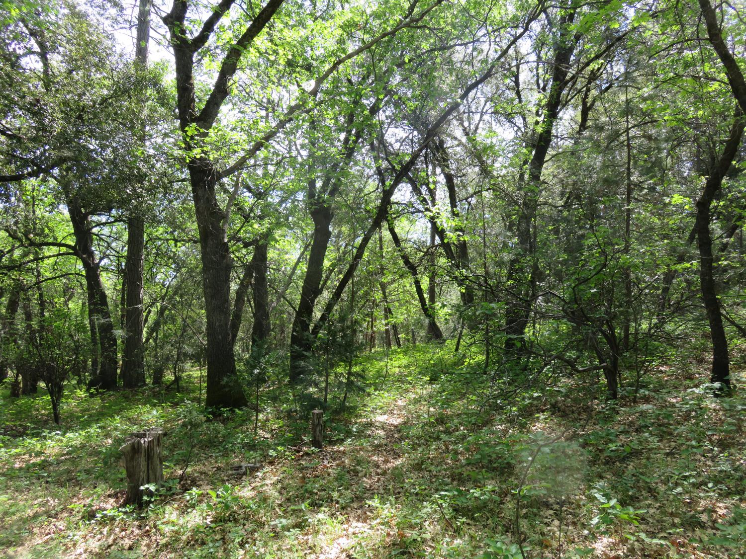 0 Higdon Spink Road West Point, CA 95255 - Photo 25 of 32 Gallery Image 25