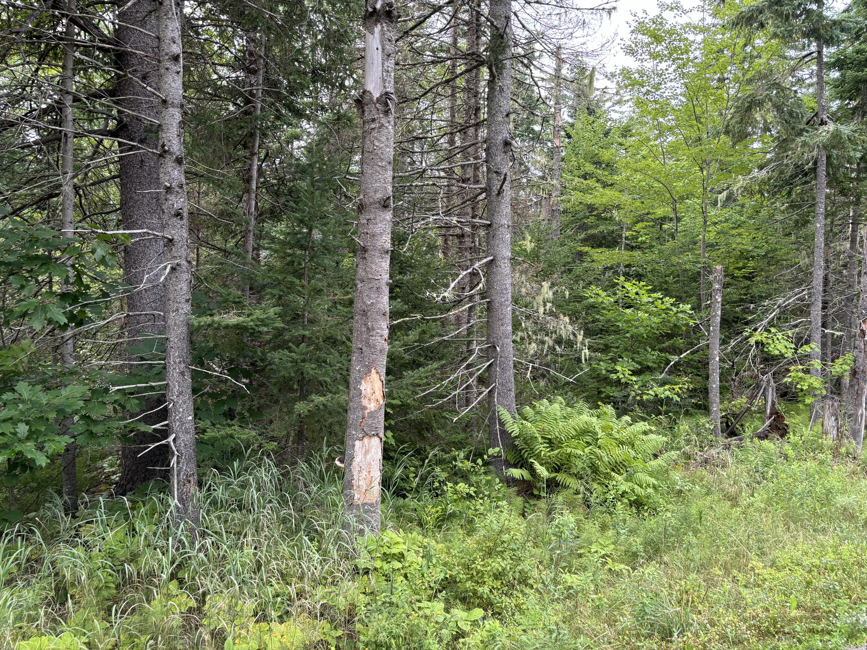 2 Gilpin Road Orland, ME 04472 - Photo 4 of 5 IMG_2227