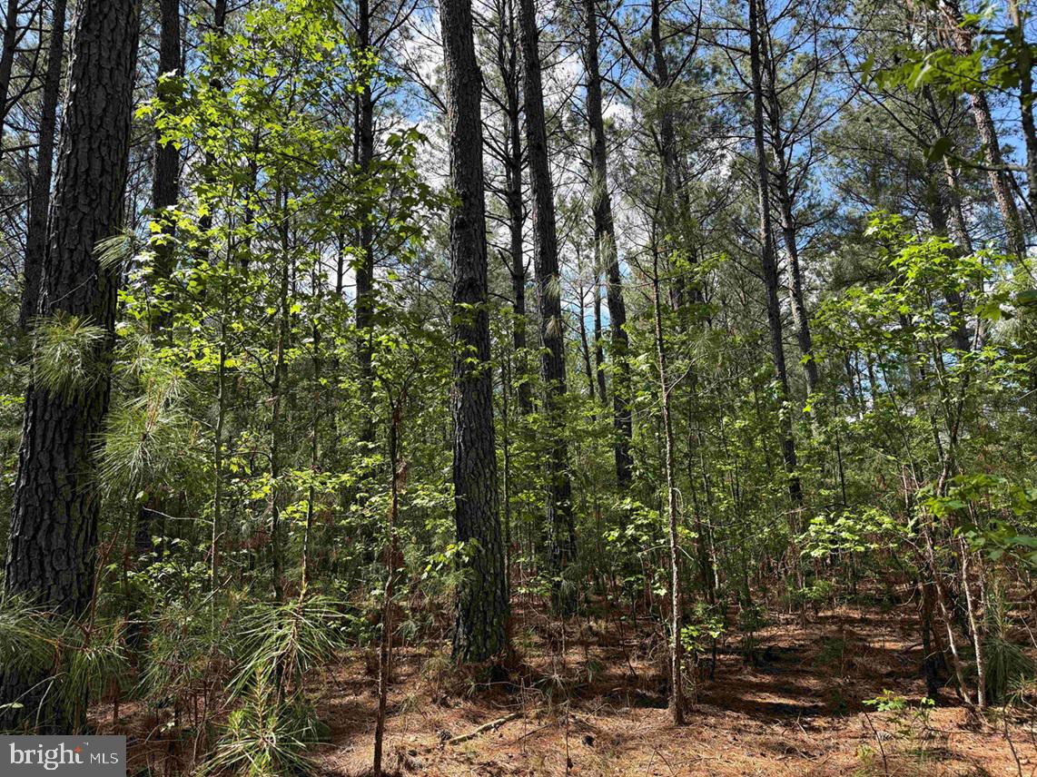 Mill Road Emporia, VA 23847 - Photo 2 of 14