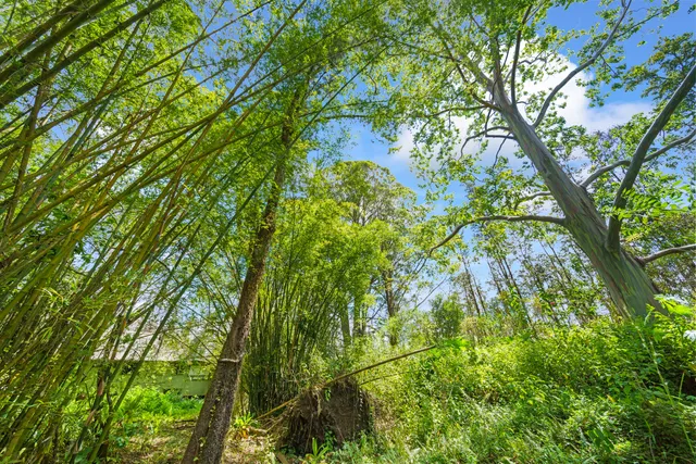 a backyard of a house with lots of trees
