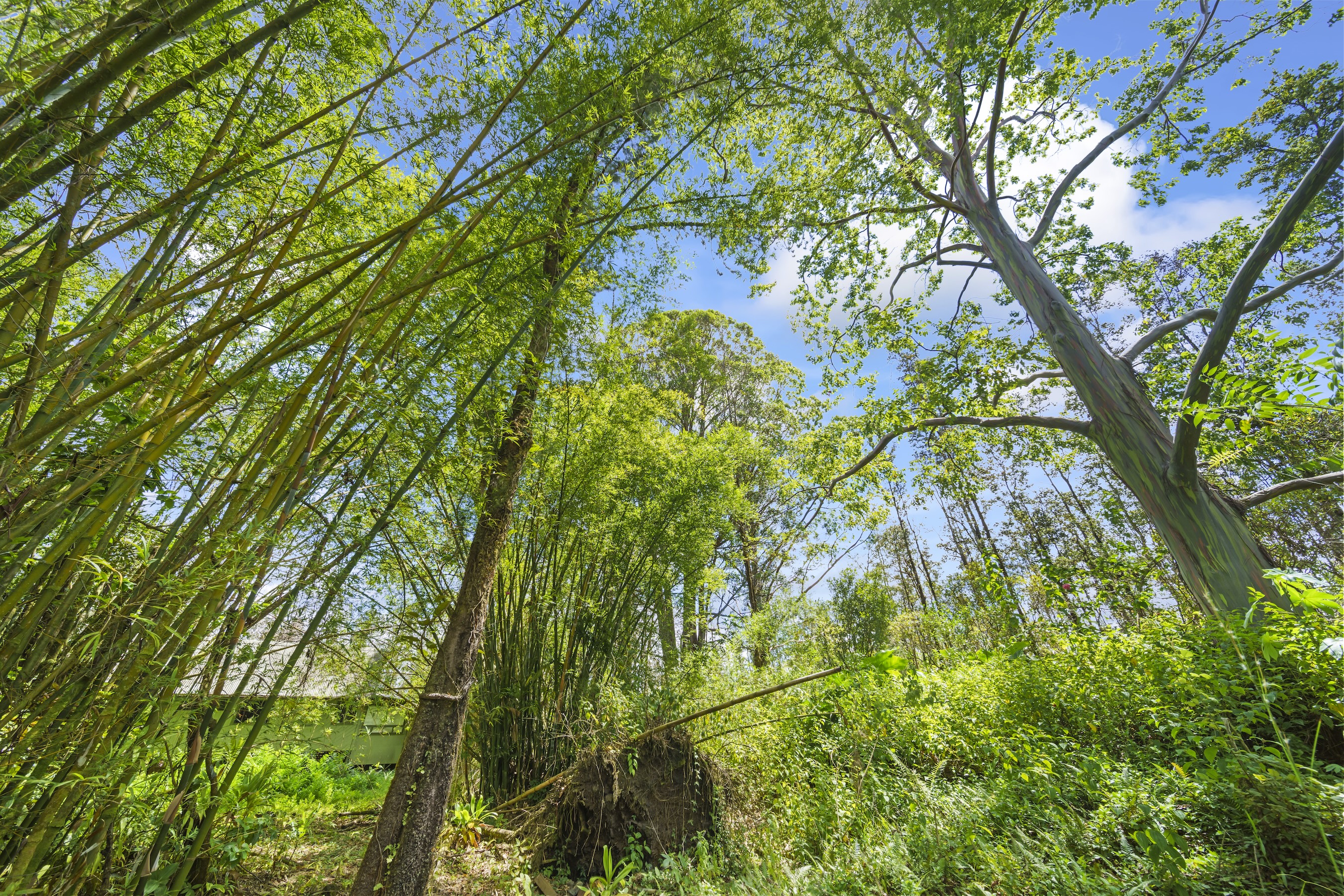 16-1857 Hopue Road Mountain View, HI 96771 - Photo 25 of 30 a backyard of a house with lots of trees