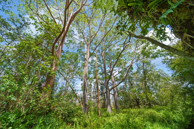 a backyard of a house with lots of trees