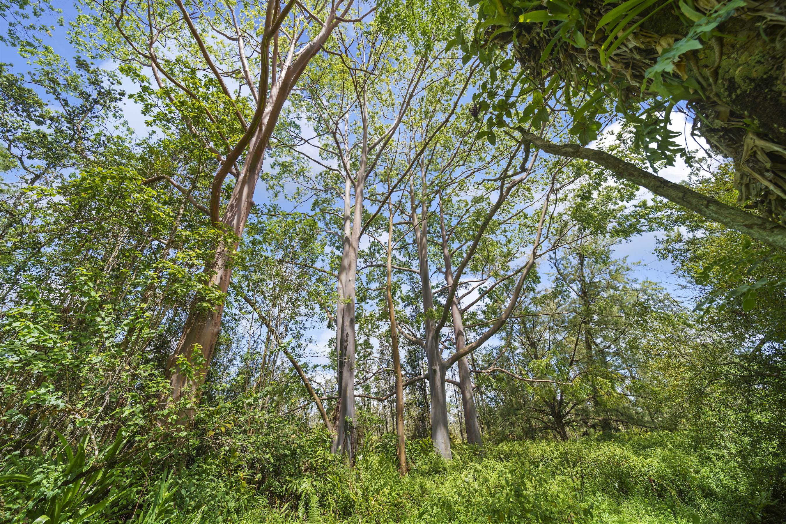 16-1857 Hopue Road Mountain View, HI 96771 - Photo 26 of 30 a backyard of a house with lots of trees