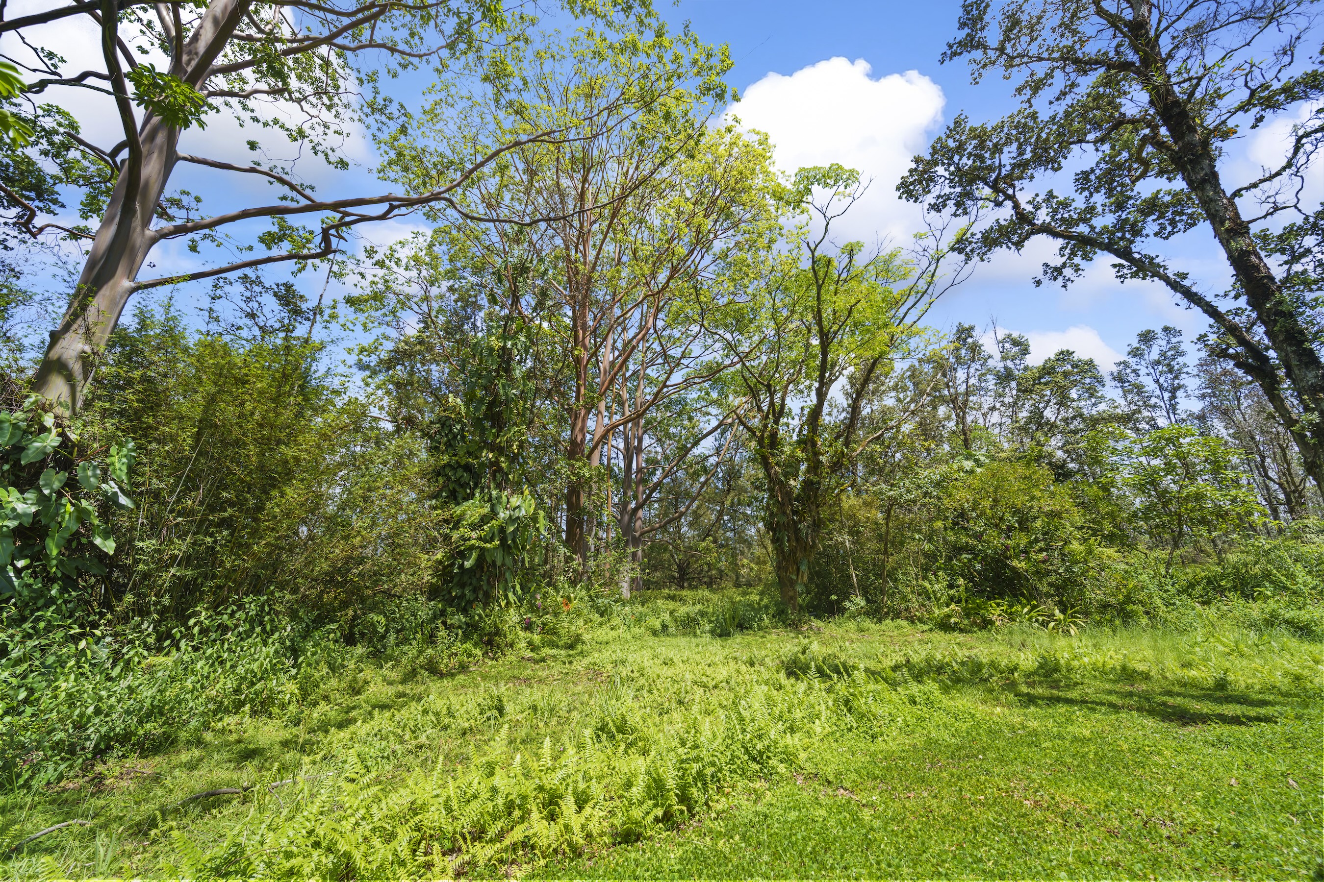 16-1857 Hopue Road Mountain View, HI 96771 - Photo 28 of 30 a view of a lush green forest