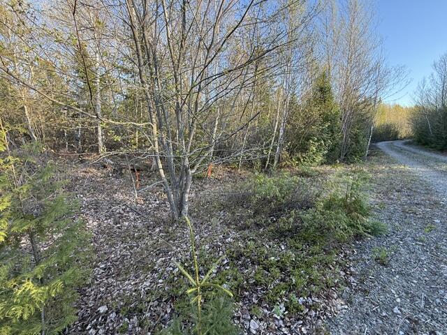Lot 009 Off Of Reynolds Brook Road Whiting, ME 04691 - Photo 15 of 17 IMG_0007 (2)