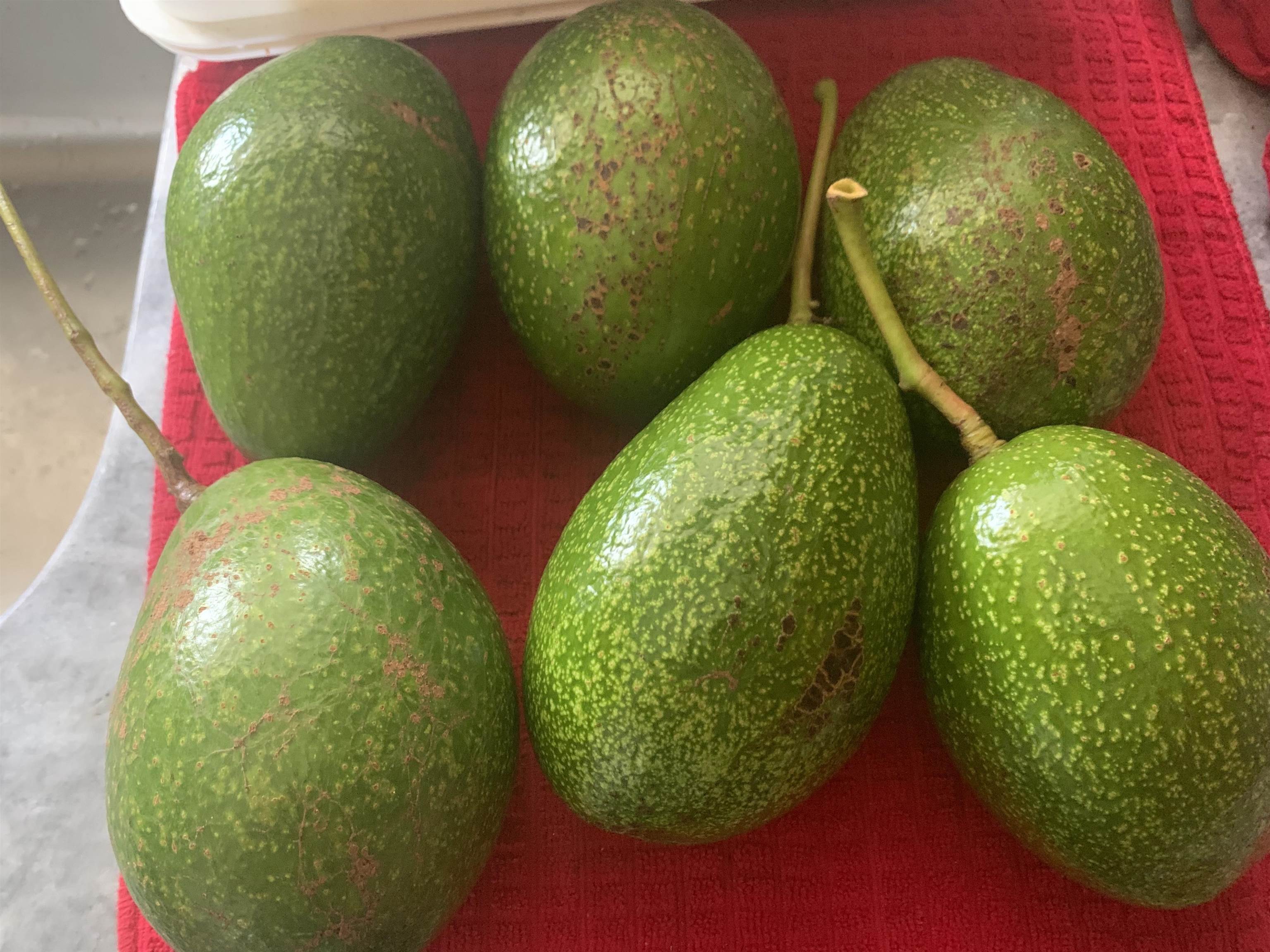 1565 Haiku Road, Unit 1 Haiku, HI 96708 - Photo 26 of 26