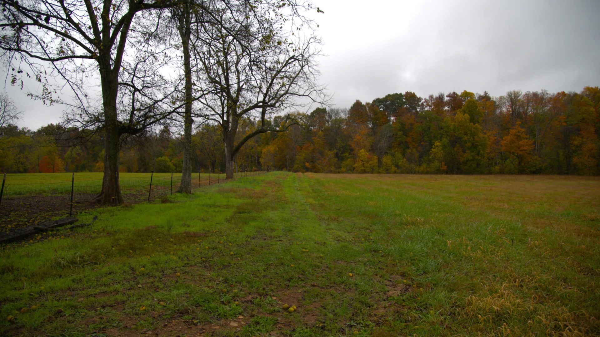 0 Calista Road Cross Plains, TN 37049 - Photo 6 of 9 a view of outdoor space with deck and yard