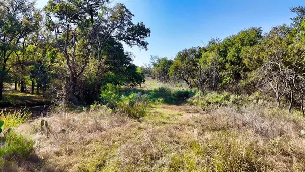 a view of a yard with plants and trees