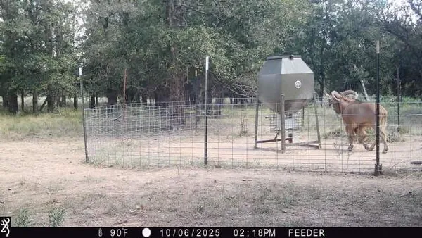 $10,498,000 | 175 St Jacksboro Tx 76458, Henrietta, TX 76365