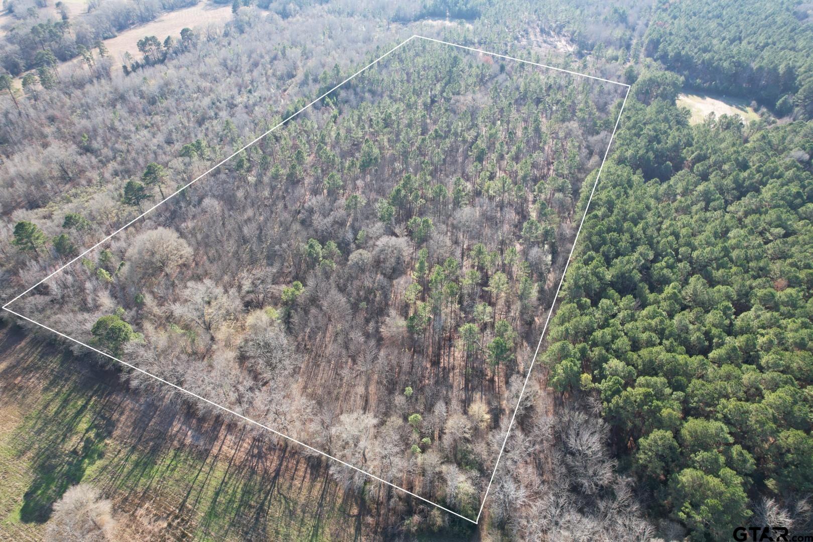 Tbd-e County Road 216 Beckville, TX 75631 - Photo 1 of 7 a view of a forest with a forest