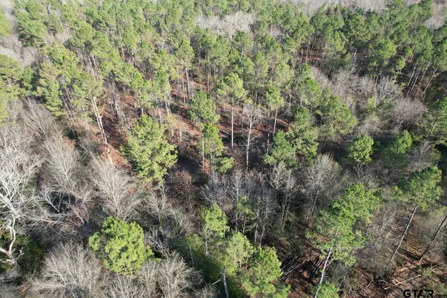 a view of a forest with plants and trees