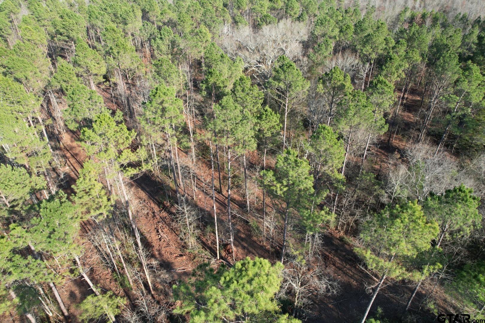 Tbd-e County Road 216 Beckville, TX 75631 - Photo 3 of 7 a view of a forest with a tree