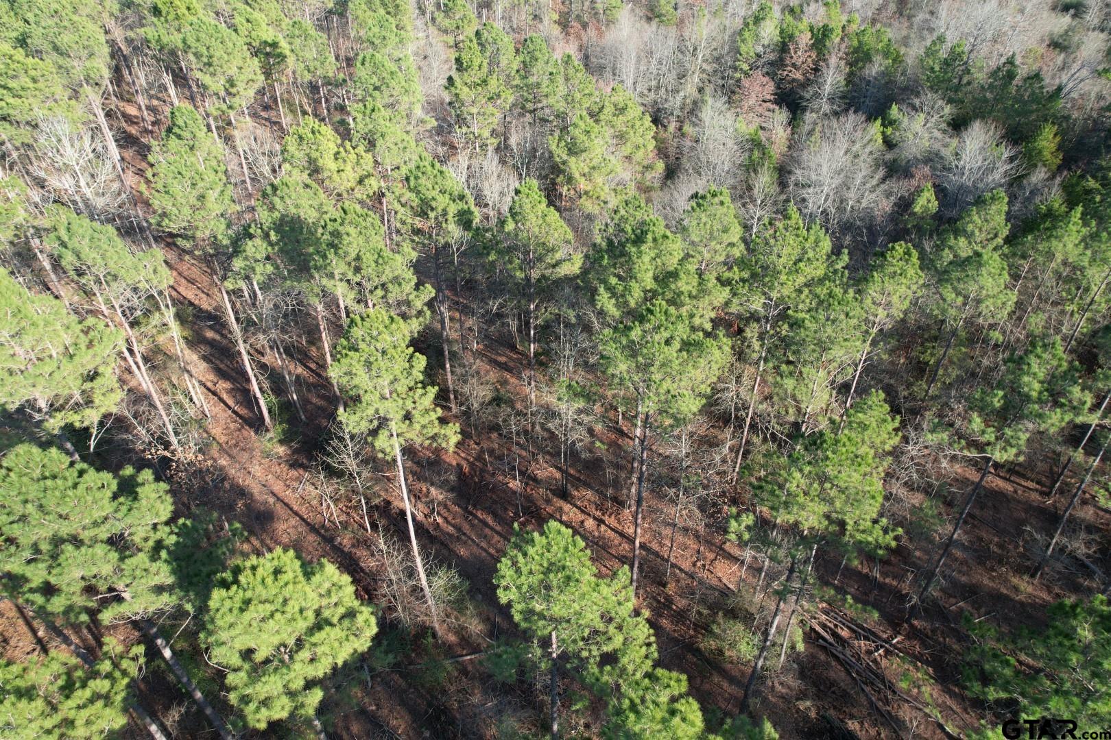 Tbd-e County Road 216 Beckville, TX 75631 - Photo 4 of 7 a backyard of a building with lots of trees