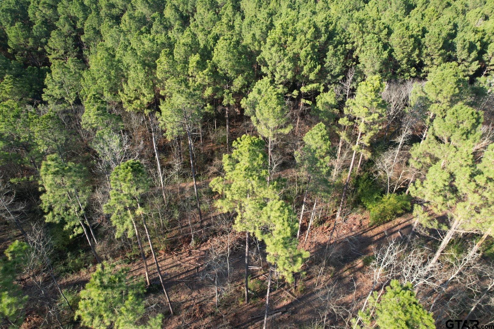 Tbd-e County Road 216 Beckville, TX 75631 - Photo 5 of 7 a backyard of a house with lots of trees