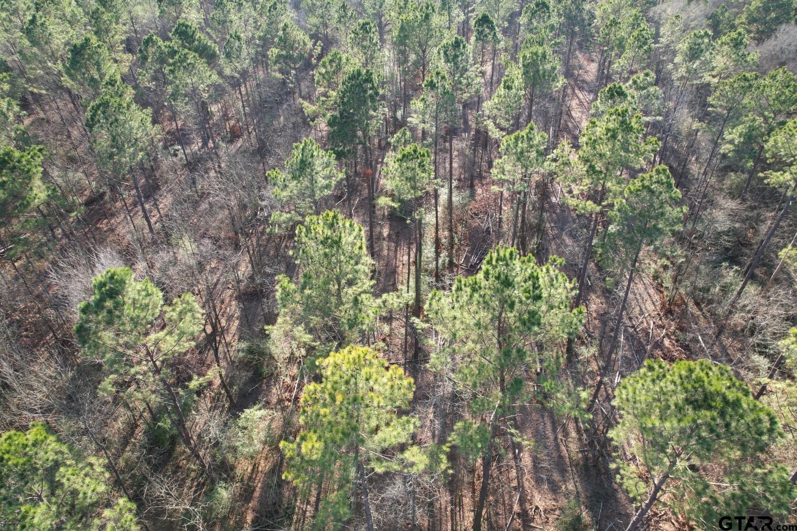 Tbd-e County Road 216 Beckville, TX 75631 - Photo 6 of 7 a backyard of a house with lots of green space and a fountain